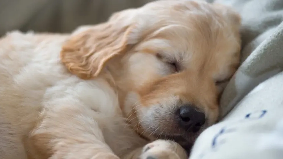 Vil du sove godt? Studie afslører nøglen til god søvn: Erstat din mand med din hund i sengen