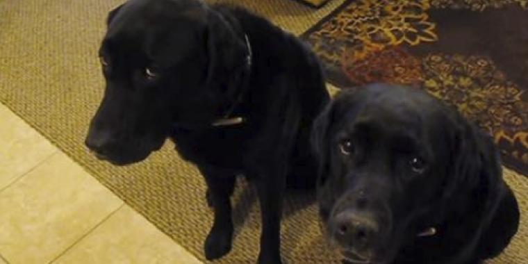 En af hundene er kage-tyv: Da “mor” spørger hvem der står bag, afsløres tyven