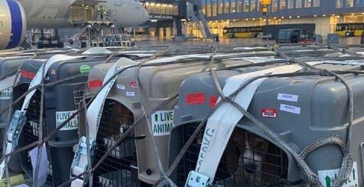 Skjulte optagelser: Hunde til dyreforsøg fragtes via Københavns Lufthavn