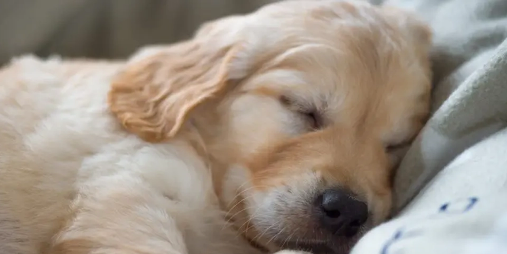 7 gode grunde til at din hund bør sove i samme seng som dig