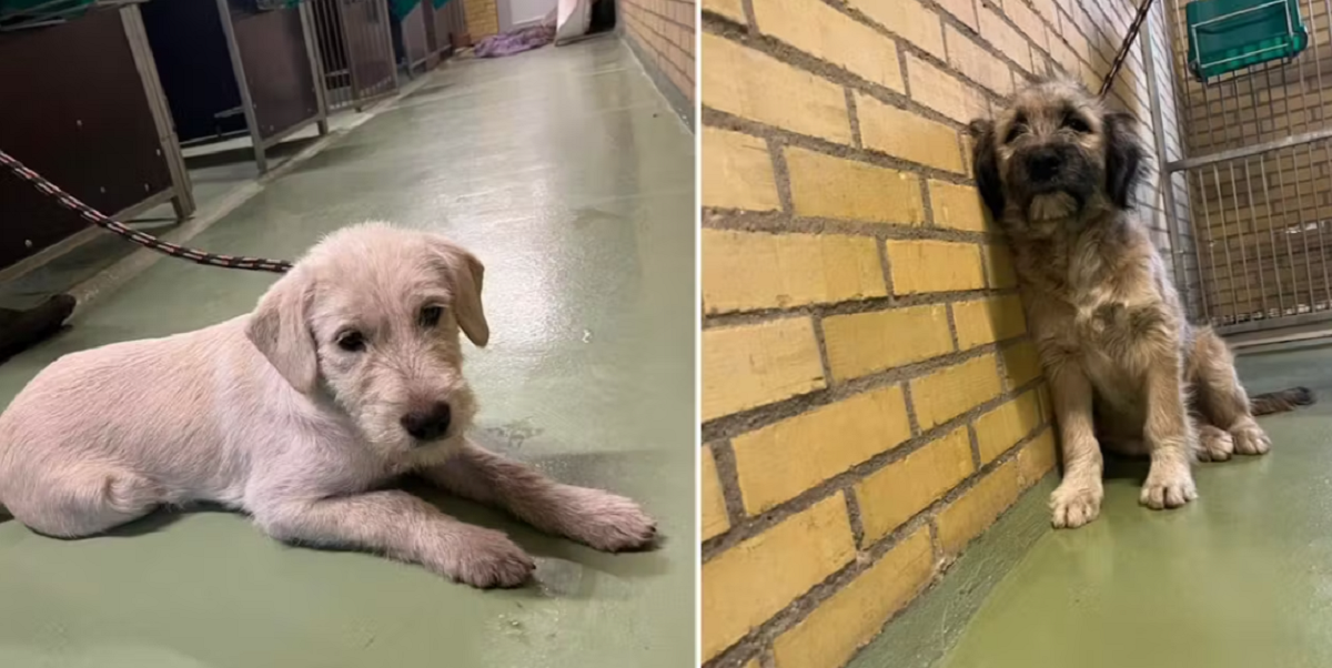 Politiet deler billeder af 2 bedårende hunde: Efterlyser ejerne