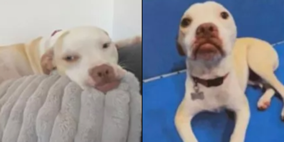 Ejer sender hund på første dag i dagpleje: Var ikke forberedt på opdatering 2 timer efter