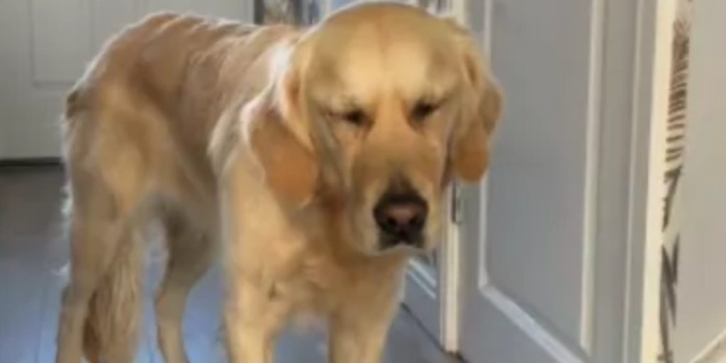 Golden Retriever komme hjem fra dagpleje: Ejer var slet ikke forberedt på reaktionen