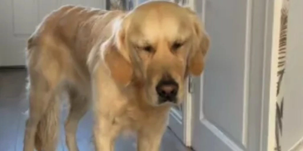 Golden Retriever komme hjem fra dagpleje: Ejer var slet ikke forberedt på reaktionen