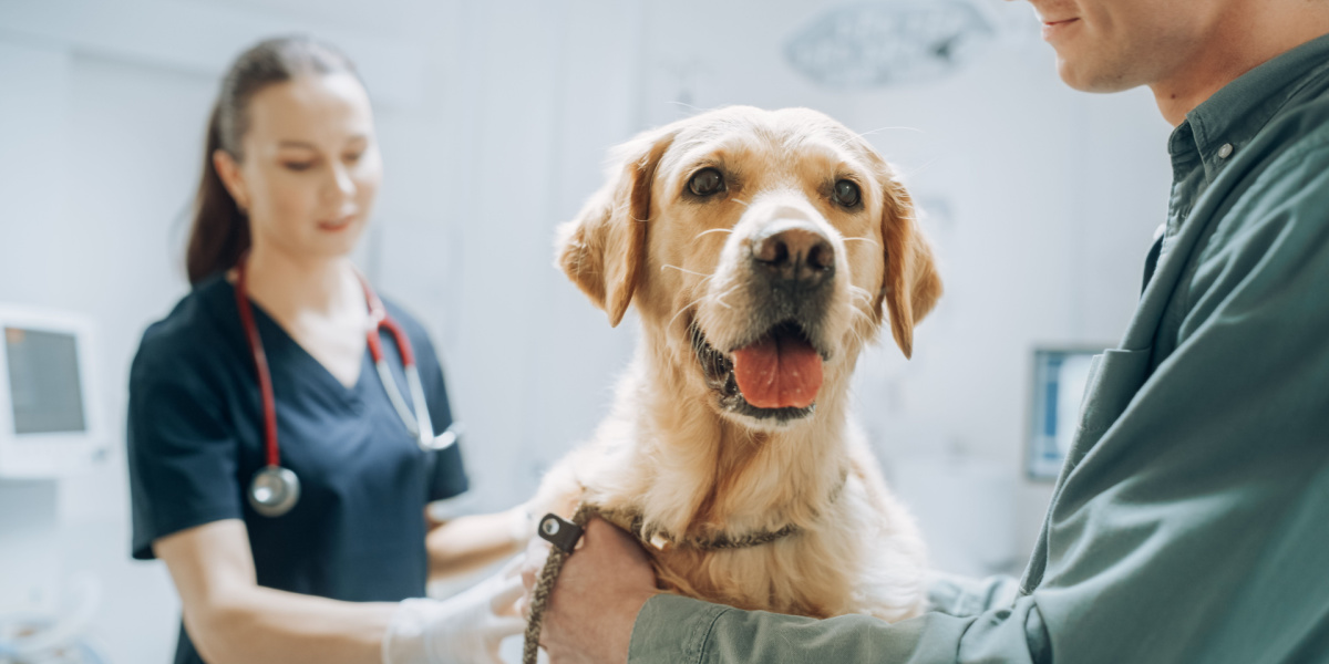 Advarer hundeejere: Populært legetøj kan være livsfarligt for din hund
