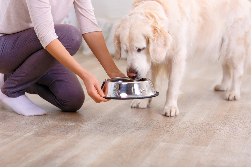 Få en gratis sending unikt hundefoder til din hund