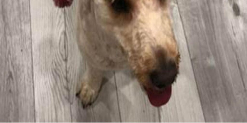 Skulle hente sin hund fra hundefrisør: Ejeren kan ikke tro sine egne øjne, da hun ser, hvad de har gjort