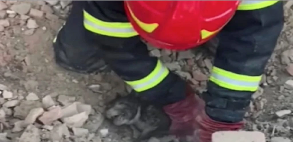 Rørende video: Redningsfolk trækker levende hvalp op fra murbrokkerne