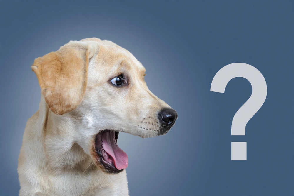 Søger du en hund med personlighed? Her er 12 hunderacer, der er kendt for at være selvstændige og stædige