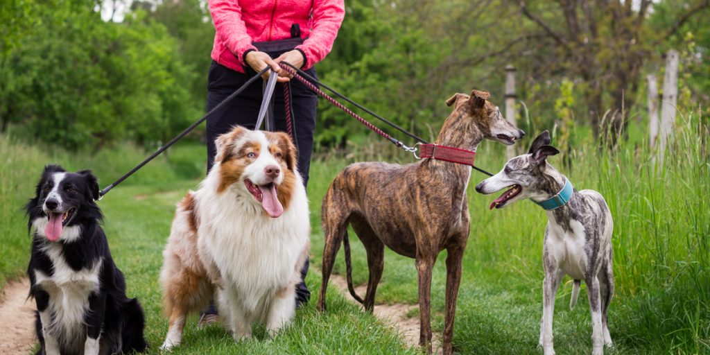 Hund blev passet, mens ejere var på ferie: Nu er han væk