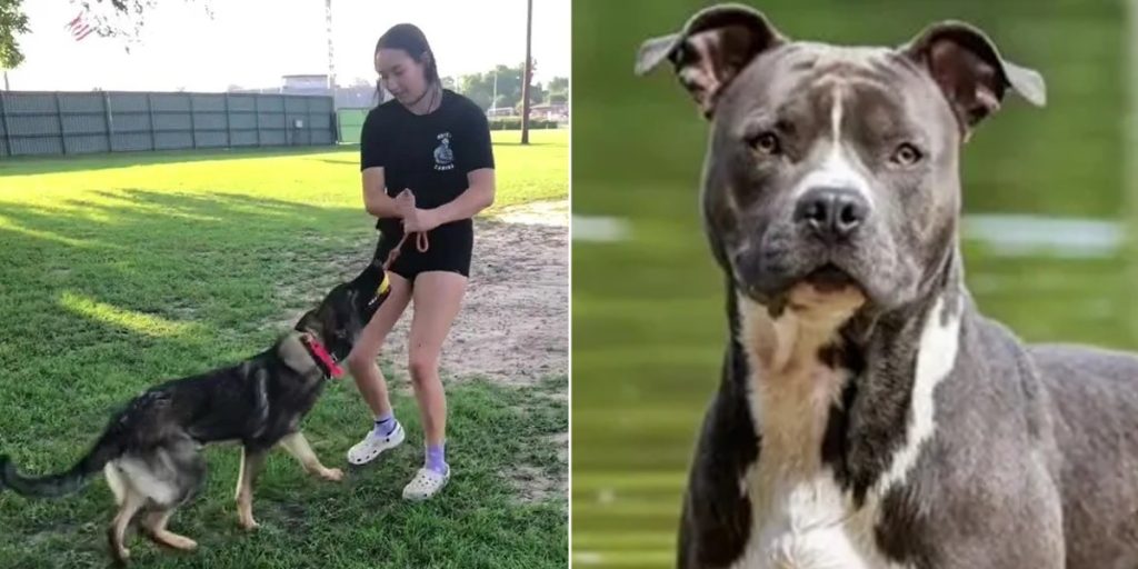 Hundetræner deler klar advarsel: Jeg ville aldrig eje disse 6 hunderacer