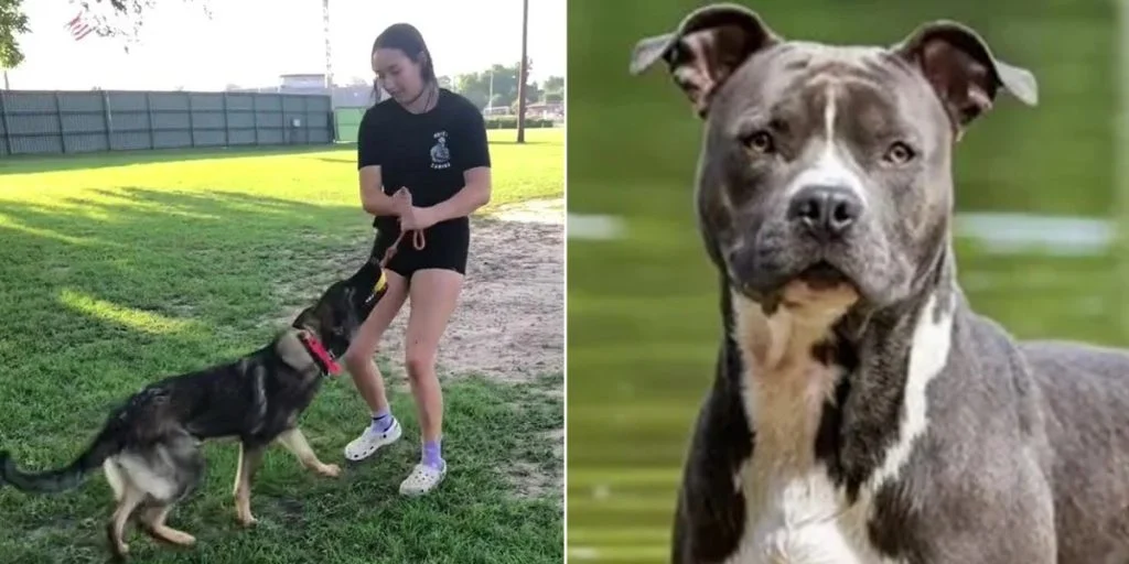 Hundetræner deler klar advarsel: Jeg ville aldrig eje disse 6 hunderacer