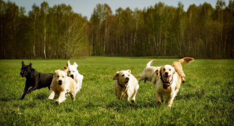 Helt særlig slags hunde vinder frem: Her er de mest populære hunderacer i Danmark