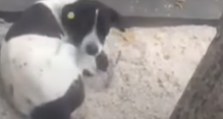 Hund og ejer var adskilt i over 3 år: Se så det rørende øjeblik, da de endelig genforenes