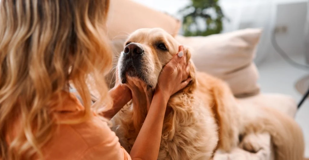 Her er 4 tegn på at din hund har høfeber: Du bør aldrig ignorere dem