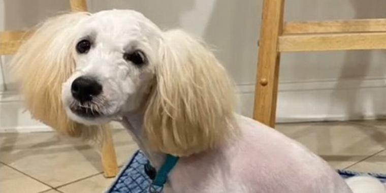 Tur til hundesalon gik helt galt: Kan du se, hvem hunden ligner?