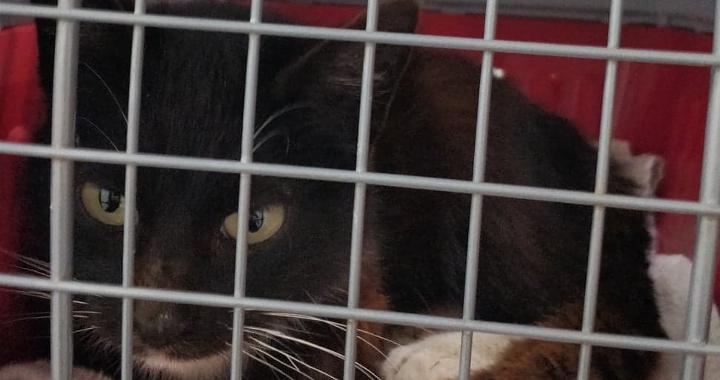 Katten Elna mangler både tænder og ejere