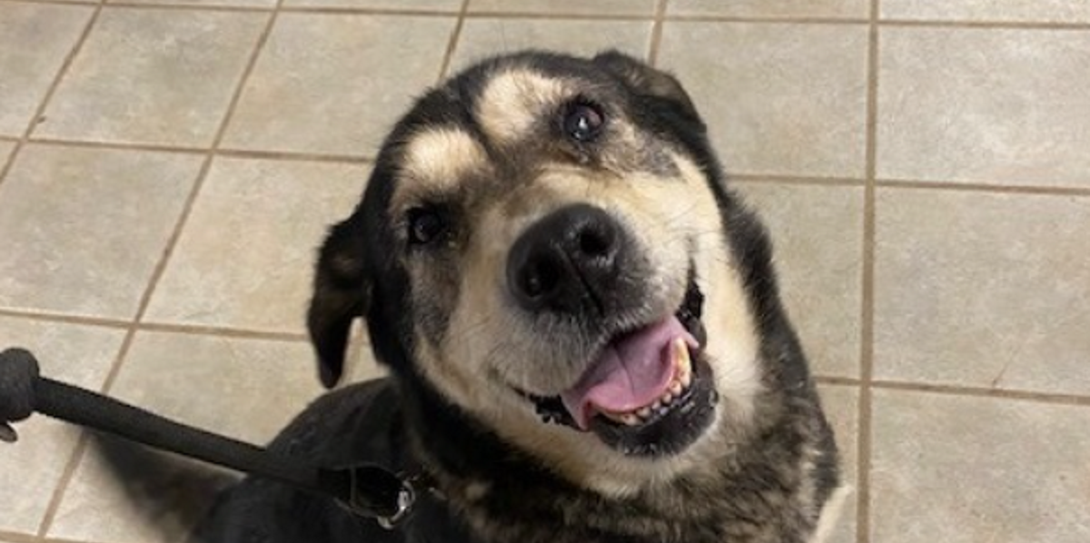 Politi deler billede af bedårende hund: Efterlyser ejeren