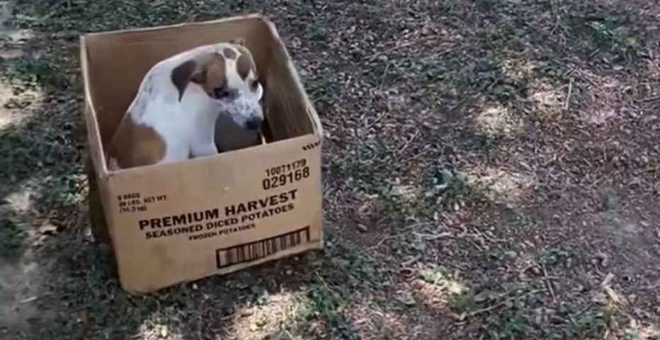 Hvalp blev efterladt i papkasse af hjerteløs ejer: Så tog dens liv pludselig en chokerede drejning