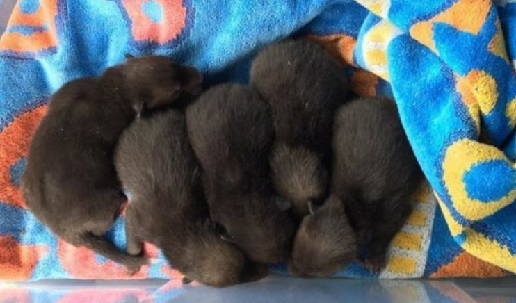 Mand redder et kuld hvalpe: Så går det op for ham, at han har begået fatal fejl