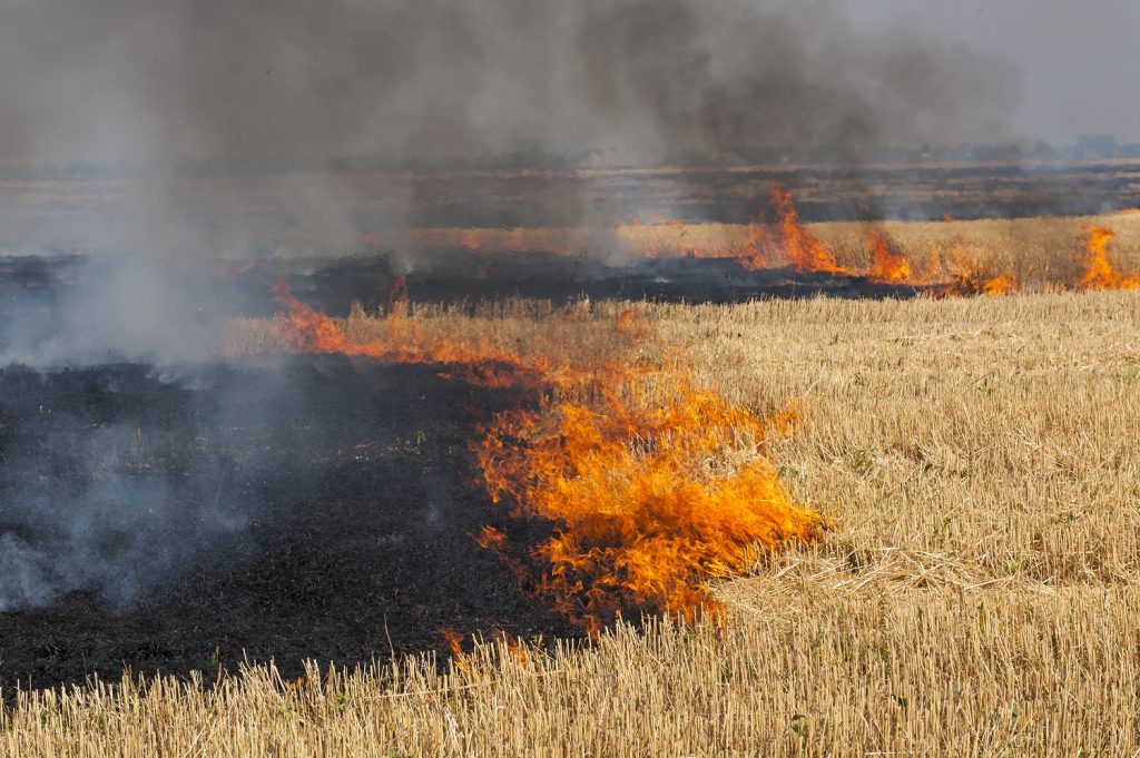 Resultat af tørken: Fem gange så mange naturbrande som normalt