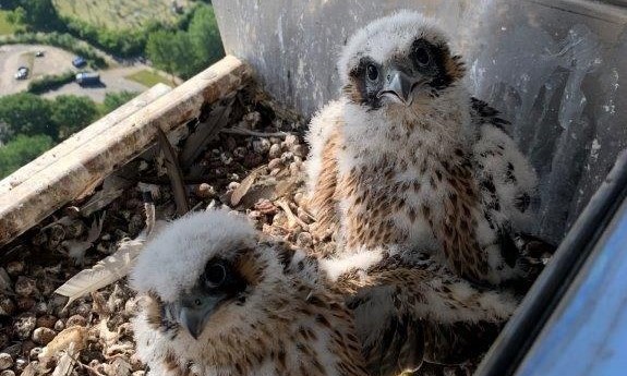 For første gang i 100 år: Dansk syn begejstrer