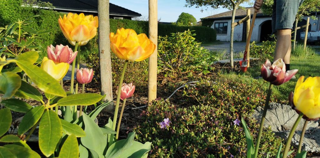 Undgå én klassisk fejl i maj og få dine tulipaner til at stråle endnu mere næste år