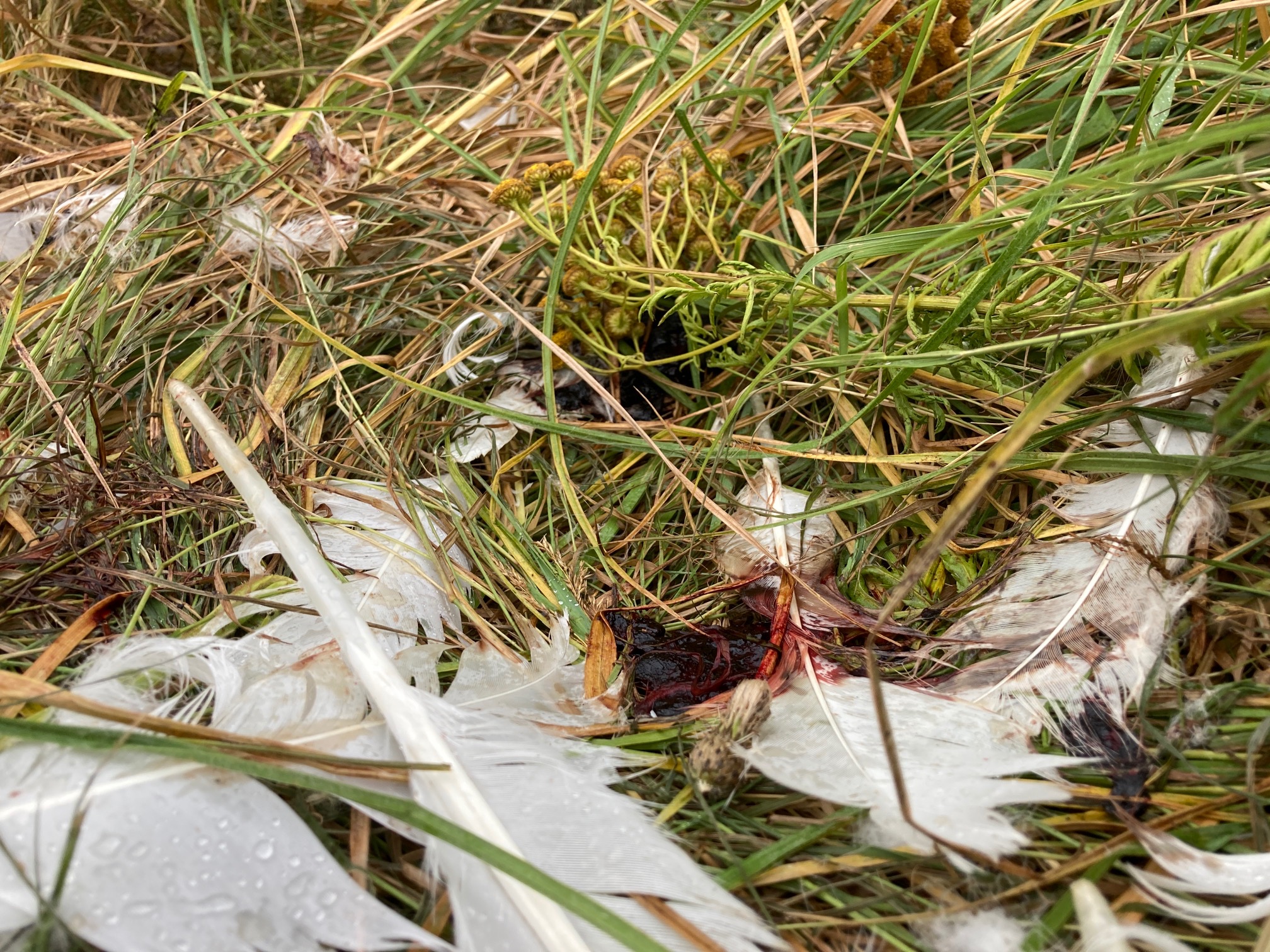 Brutalt drab på svane: Hoved og fødder skåret af