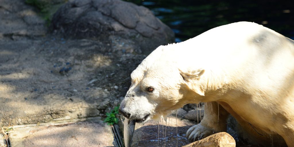Københavns Zoo evakuerer: Isbjørn sluppet fri