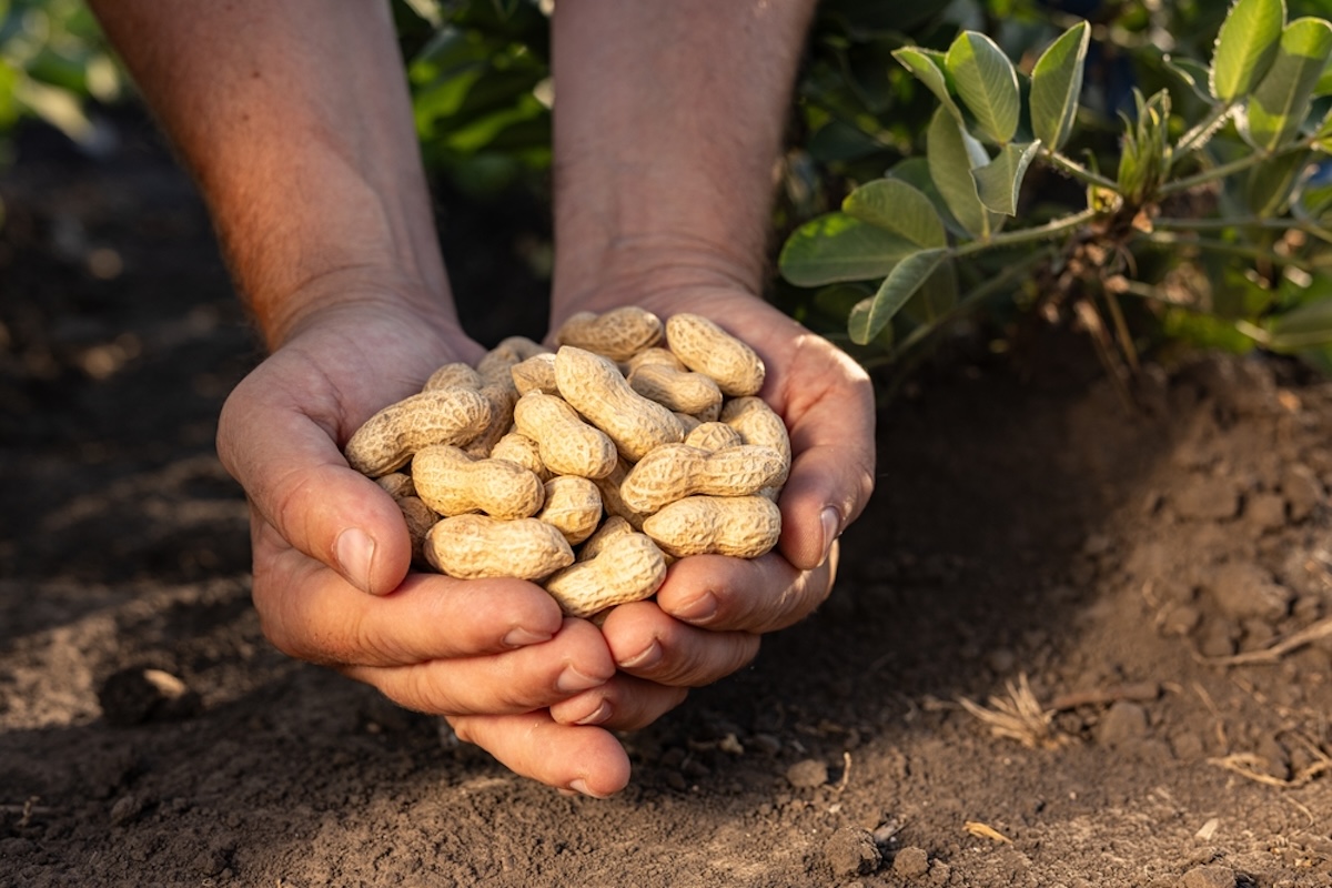 Ifølge eksperter: Her de 8 nødder med højt proteinindhold, som du bør spise