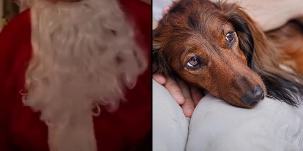 ‘Julemanden’ anholdt efter at have skudt to hunde