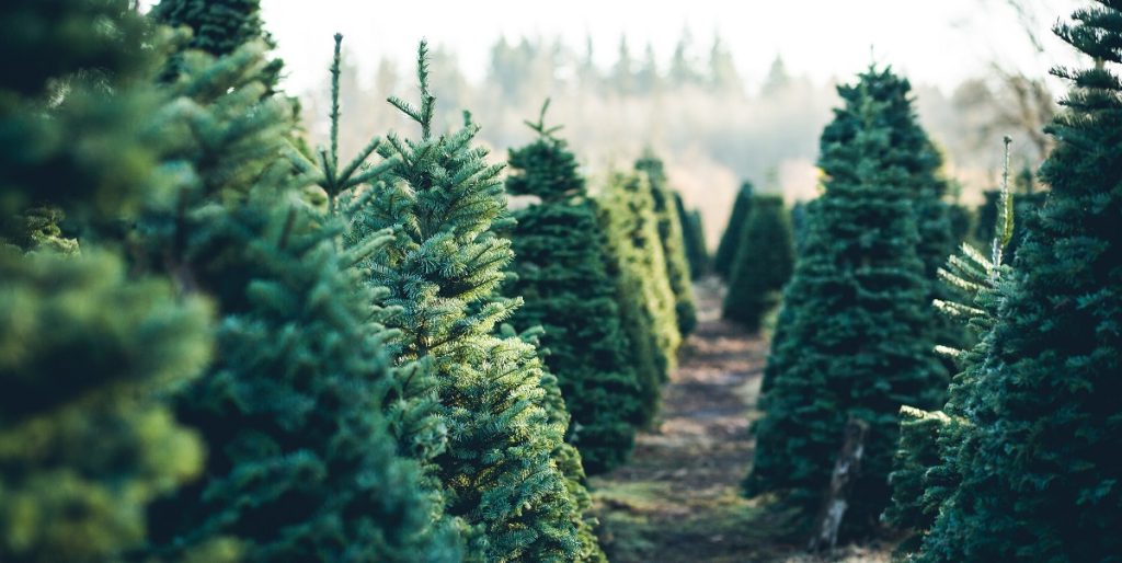 Prisforskel på hele 500 procent: Her i landet får du de billigste juletræer