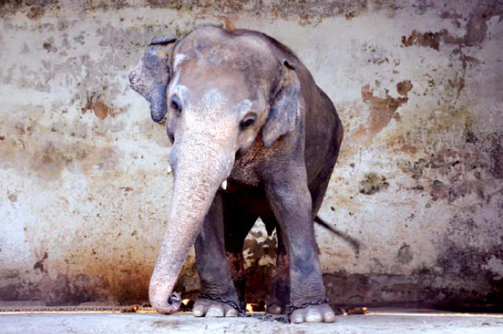 Ensom elefant har lidt 35 år i rædsels-zoo: Nu er der endelig nyt