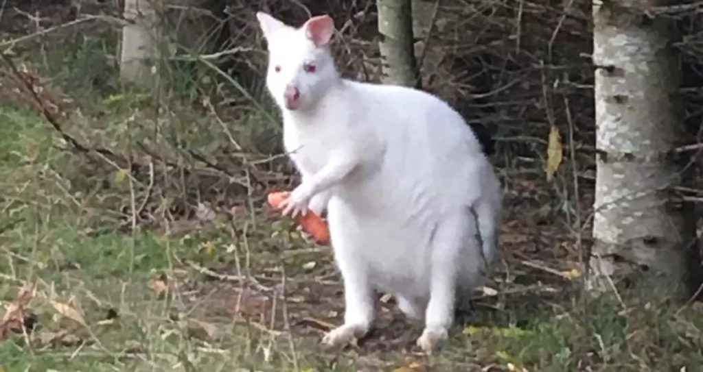 Kænguru set ved motorvej: Nu kommer Dyrenes Beskyttelse med opfordring