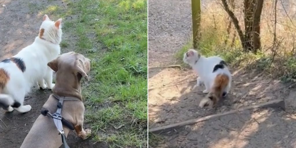 Kat tager med ejer på tur med hunden: Går viralt af alle de forkerte grunde
