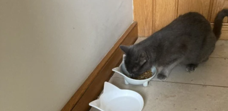 Verdens mest ubrugelige kat: Fanger mus og gør dette med dem