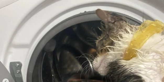 Efter “kat”-astrofe: Katteejer advarer nu andre