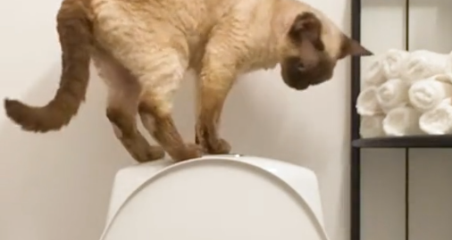 Thereses kat har lært at gå på toilettet selv: Den skyller endda også ud