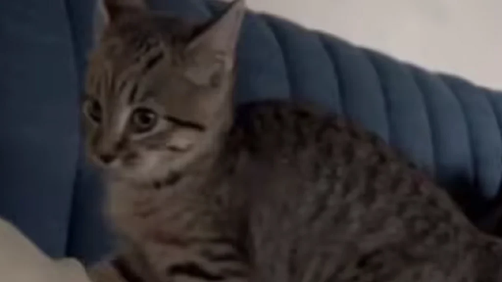 Katten glemmer, at den ikke er en hund: Da den begynder at gø, kan ejeren ikke holde latteren tilbage