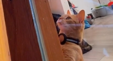 Ejere af huset har låst sig selv ude – men se så hvad katten gør i den virale video