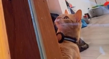 Ejere af huset har låst sig selv ude – men se så hvad katten gør i den virale video