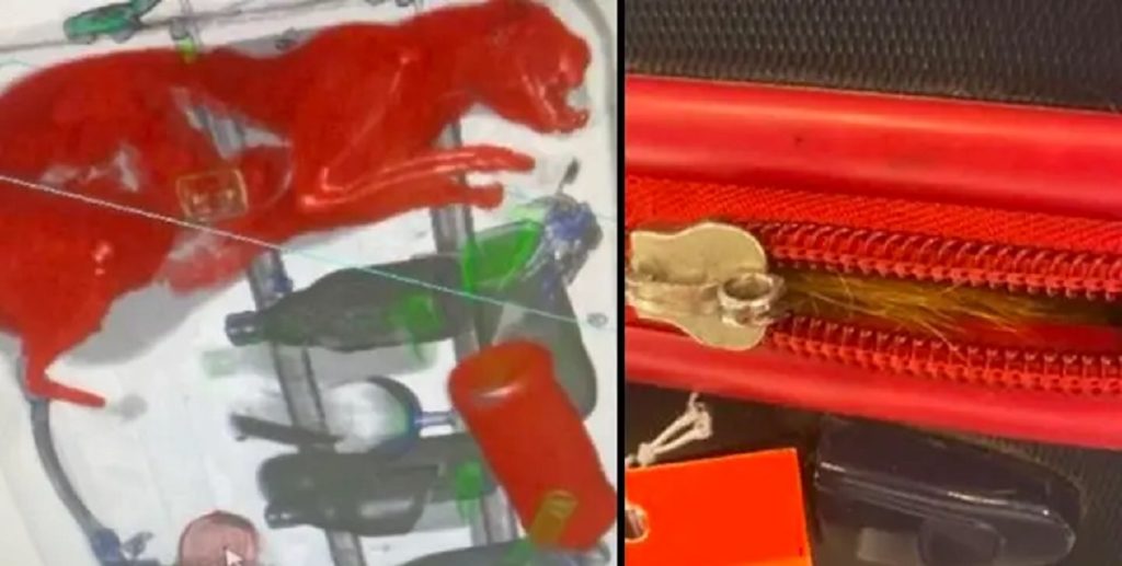 Sikkerhedskontrollør i chok: Fandt levende kat i kuffert