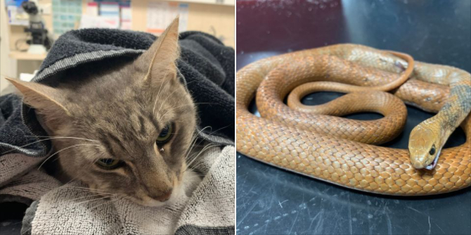 Katten Arthur mindes efter heltemodig indsats: Redder familiens børn fra giftig slange
