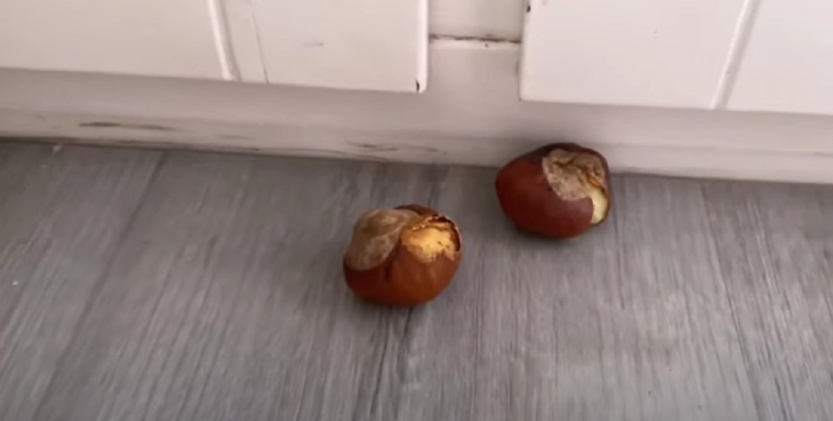 Edderkoppesæsonen er startet – men med dette simple kastanje-trick bliver de væk