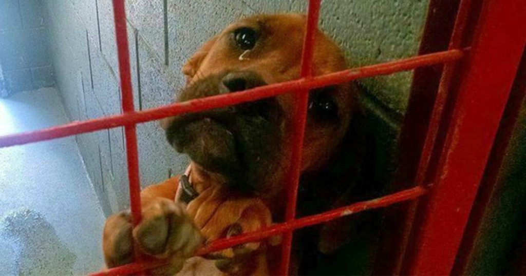 Billede af forladt hund der ‘græder’, mens hun venter på at blive aflivet går verden rundt