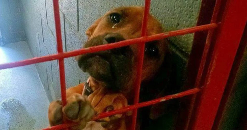 Billede af forladt hund der ‘græder’, mens hun venter på at blive aflivet går verden rundt
