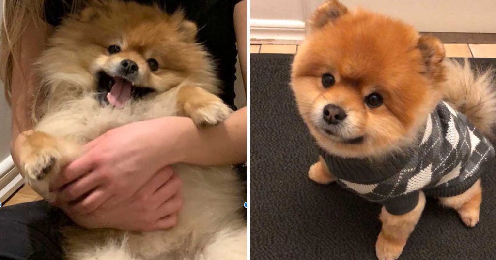 Julia afleverer Kenzo hos hundepension: Få timer senere får hun en forfærdelig opringning