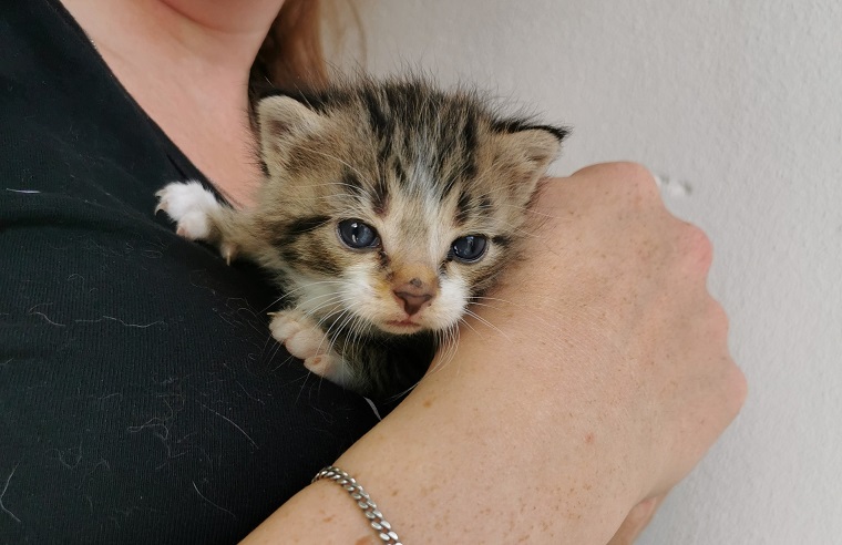 Efterladt i vejkant: Skadet killing kalder forgæves på missemor