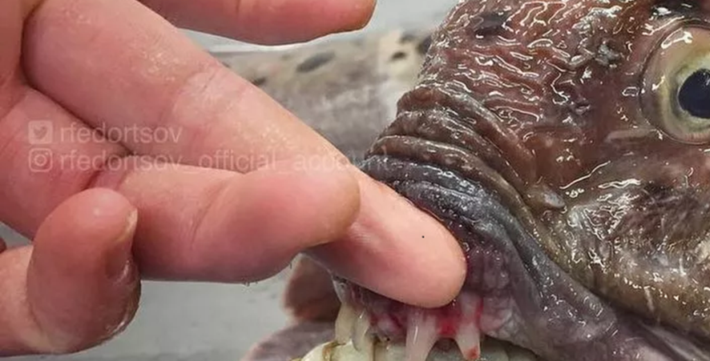 Fisker efter chokerende fangst: Han kunne ikke tro sine egne øjne