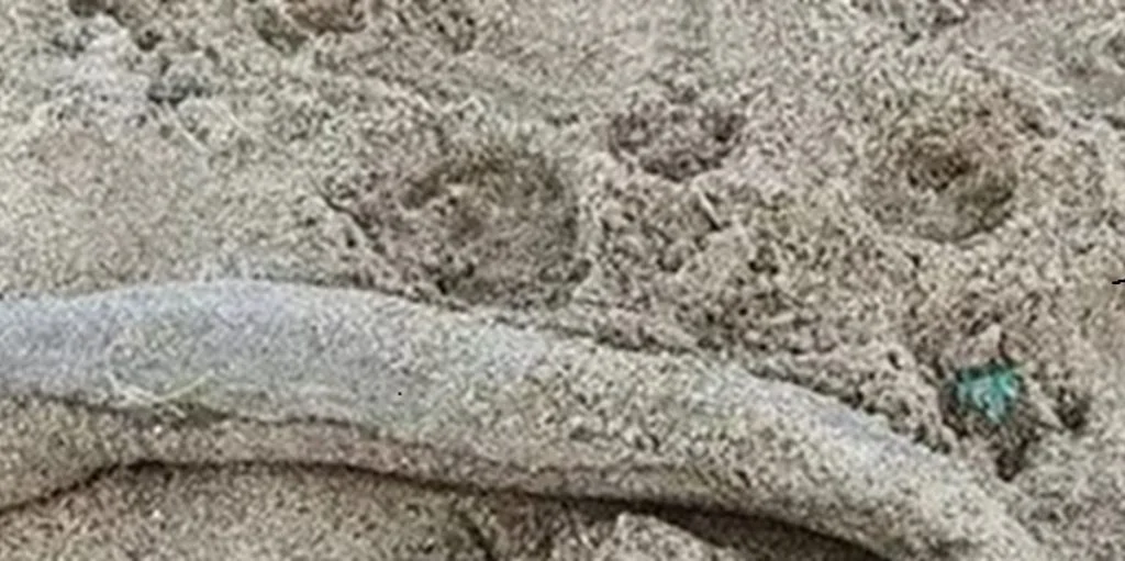 Mor og datter på strandtur: Taber kæben ved synet, der møder dem